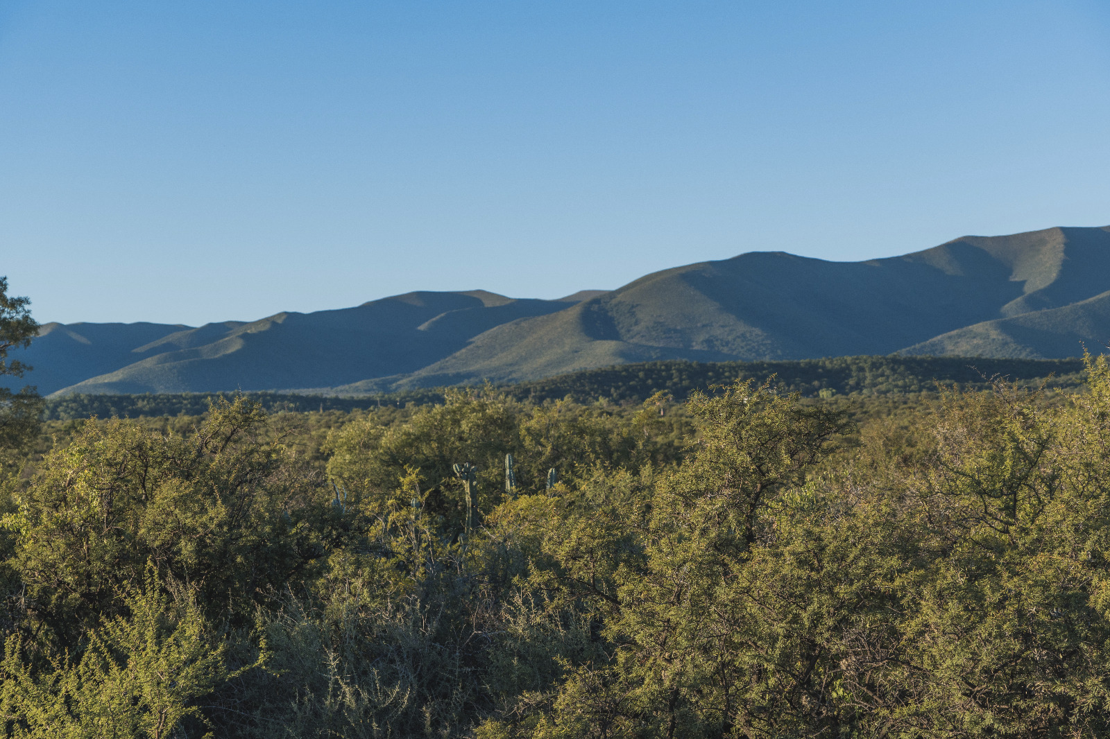 Pastizal y monte nativo del campo de 4 hectáreas