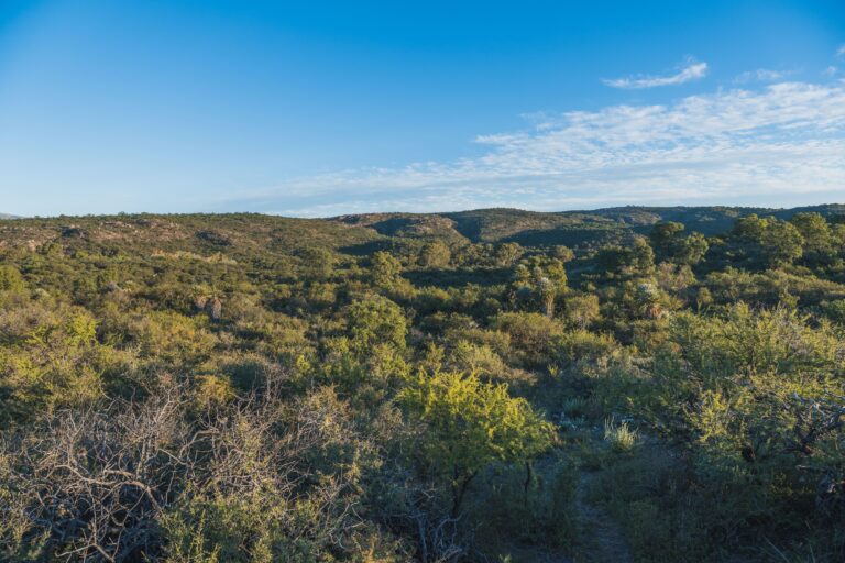 Lomada del campo con cielo azul y vegetación nativa