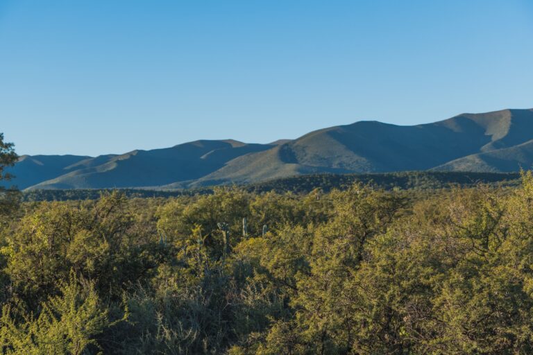 Sierras de Córdoba al fondo y monte en primer plano